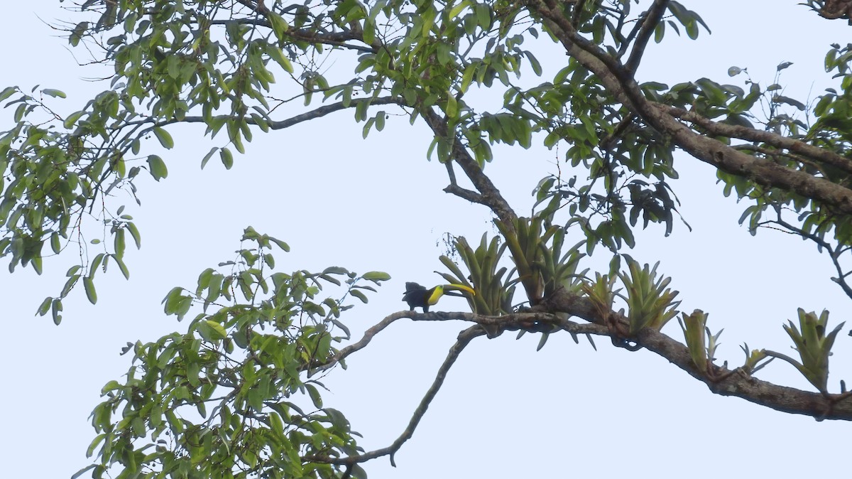 Yellow-throated Toucan - ML58274261