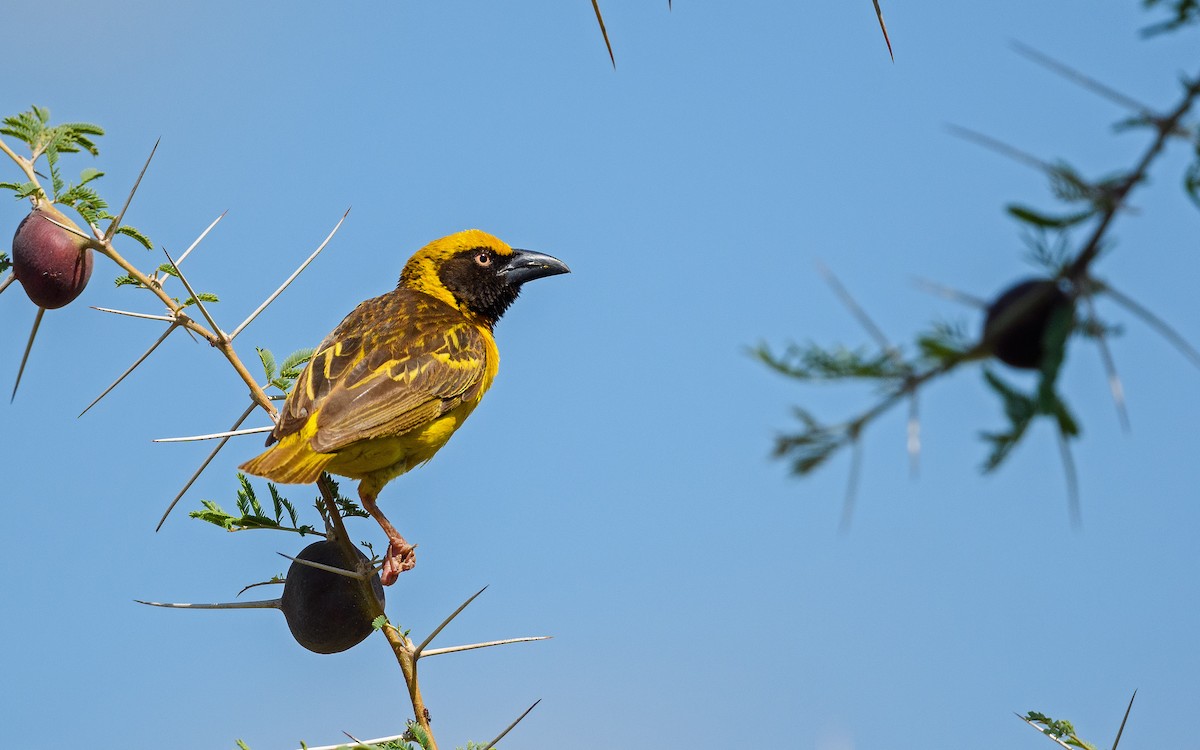 Fox's Weaver - Dylan Vasapolli - Birding Ecotours