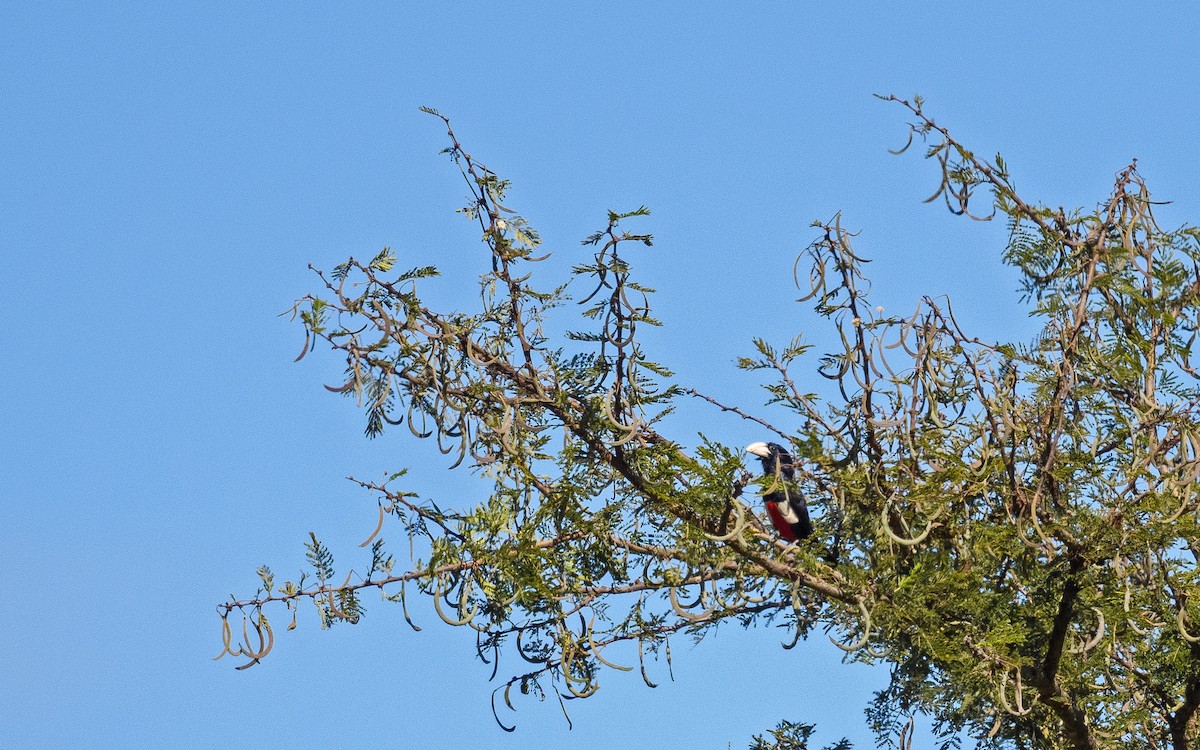 Black-breasted Barbet - ML582743811