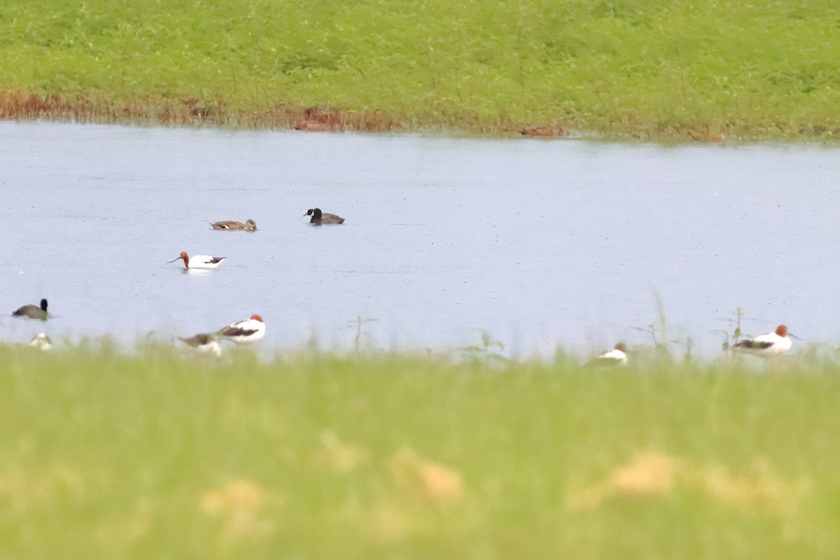 Red-necked Avocet - Rolo Rodsey