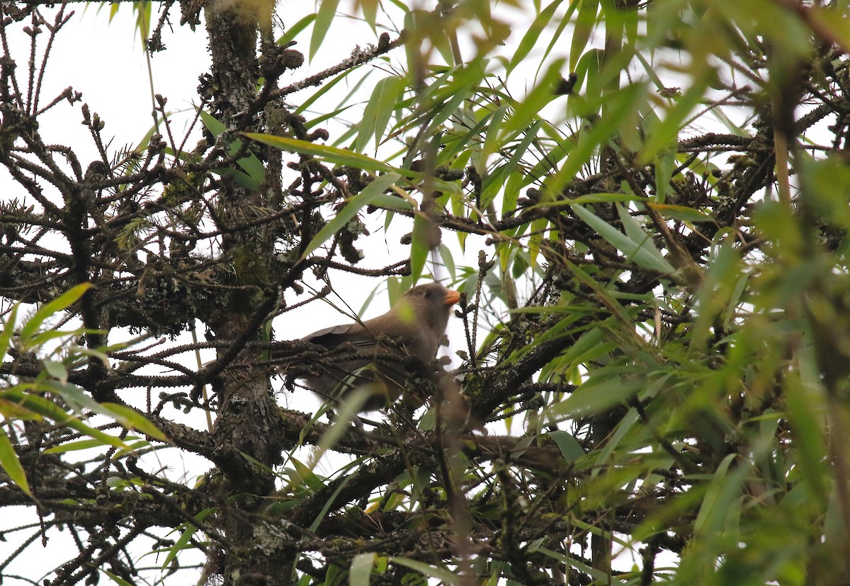 Great Parrotbill - ML58274401