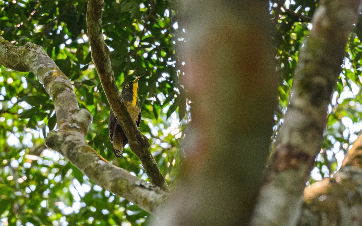 Yellow-throated Cuckoo - ML582744081