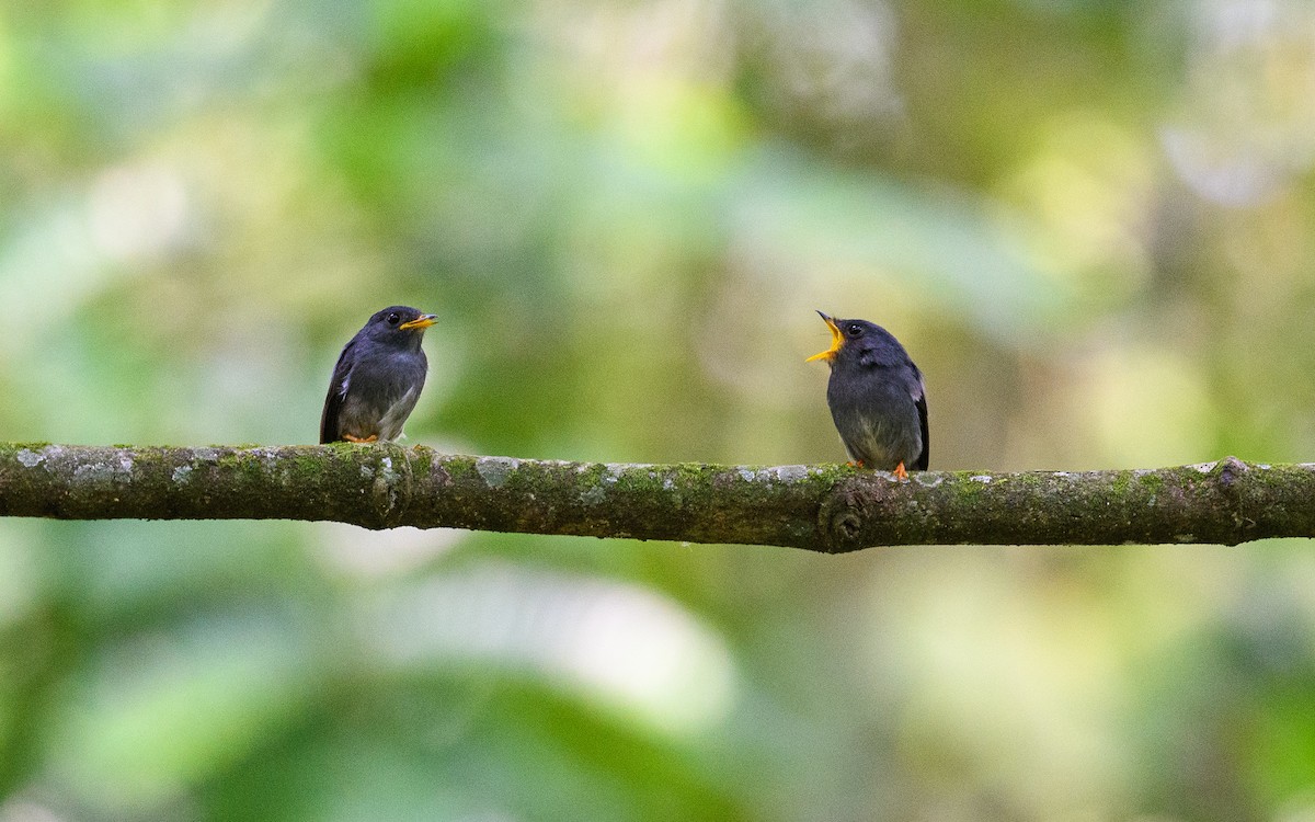 Yellow-footed Flycatcher - ML582744111