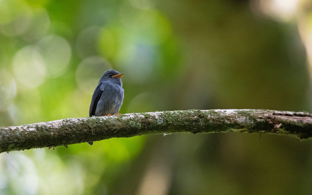 Yellow-footed Flycatcher - ML582744121