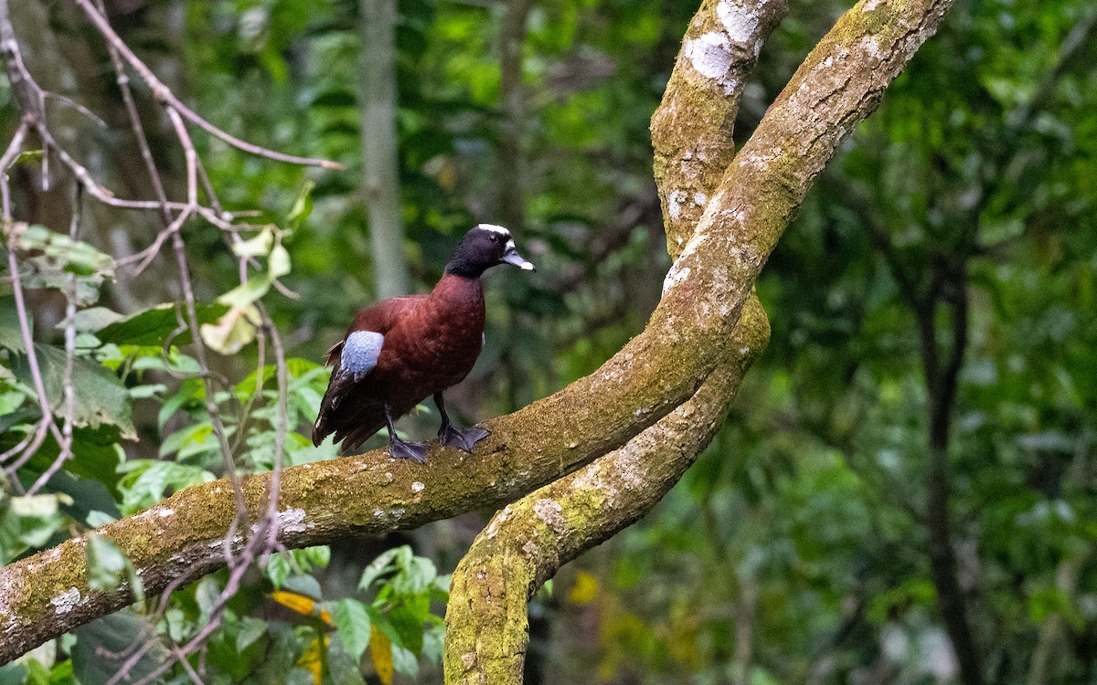 Hartlaub's Duck - Dylan Vasapolli - Birding Ecotours