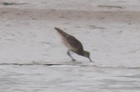 Bar-tailed Godwit - ML582744181