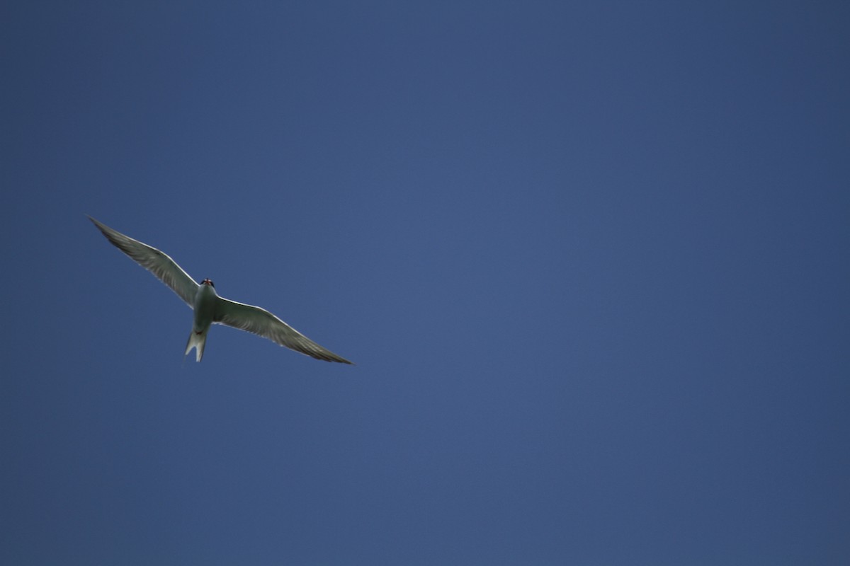 Common Tern - ML582744261