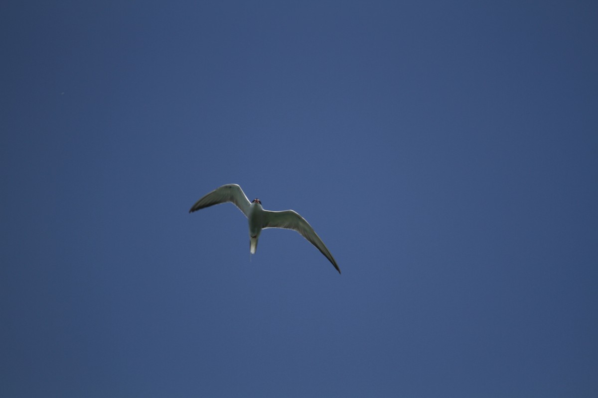 Common Tern - ML582744281