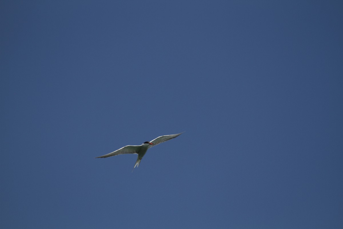 Common Tern - ML582744311