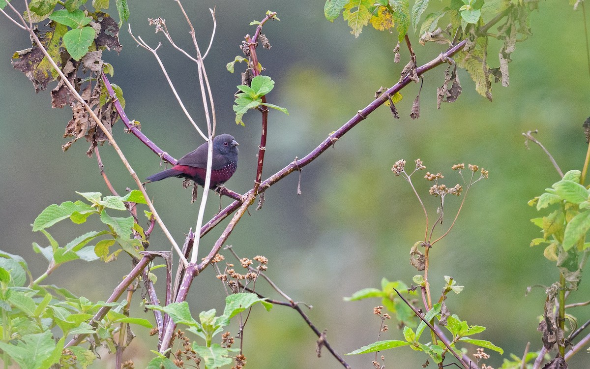 Dusky Twinspot - Dylan Vasapolli - Birding Ecotours