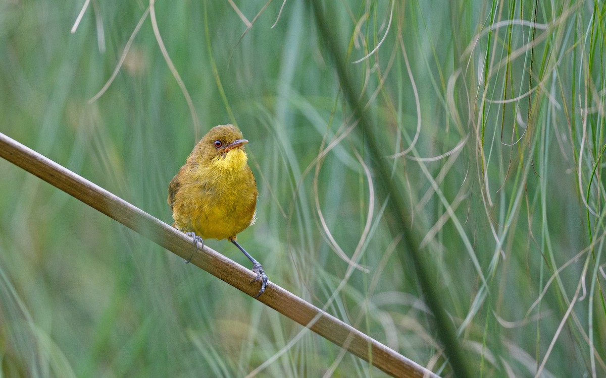 Papyrus Yellow-Warbler - ML582744821