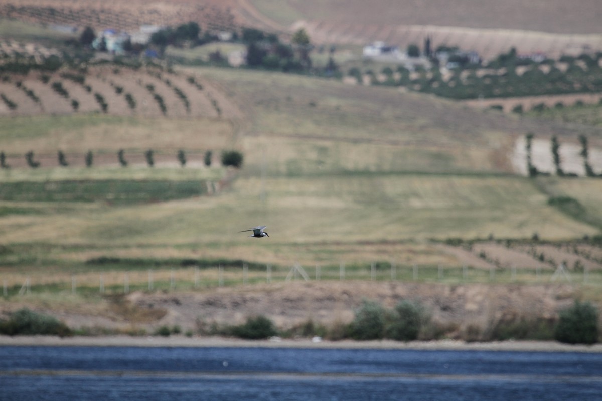 Whiskered Tern - ML582744871