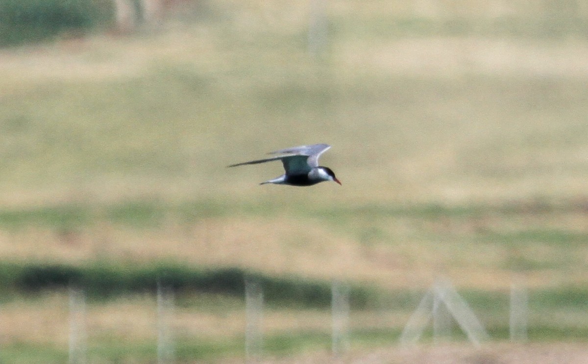 Whiskered Tern - ML582744881