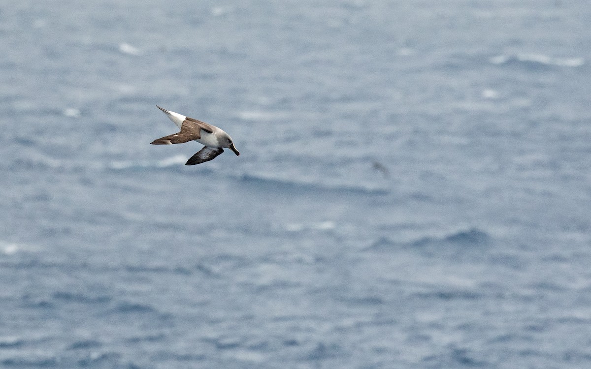 Gray-headed Albatross - ML582745691