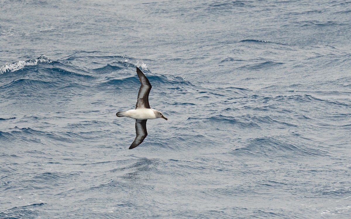 Gray-headed Albatross - ML582745701