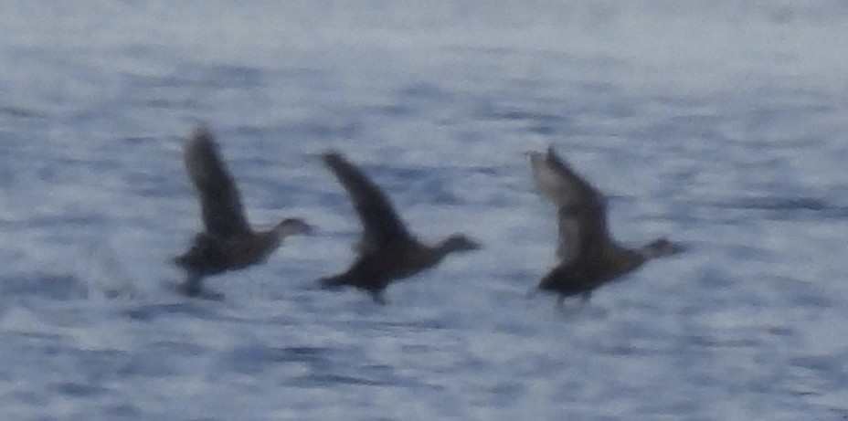 Common Scoter - Henryk Sułek