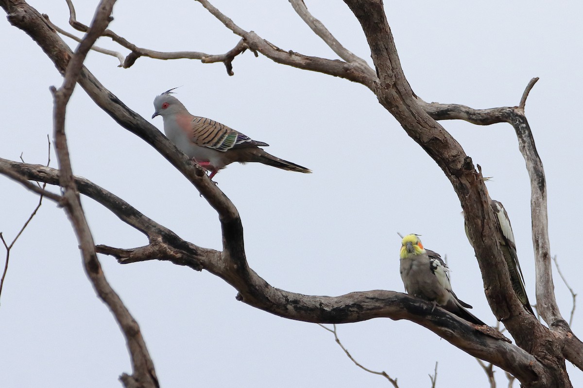 Crested Pigeon - ML582745991