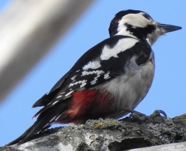 Great Spotted/Syrian Woodpecker - ML582746061