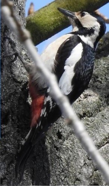 Great Spotted/Syrian Woodpecker - ML582746071