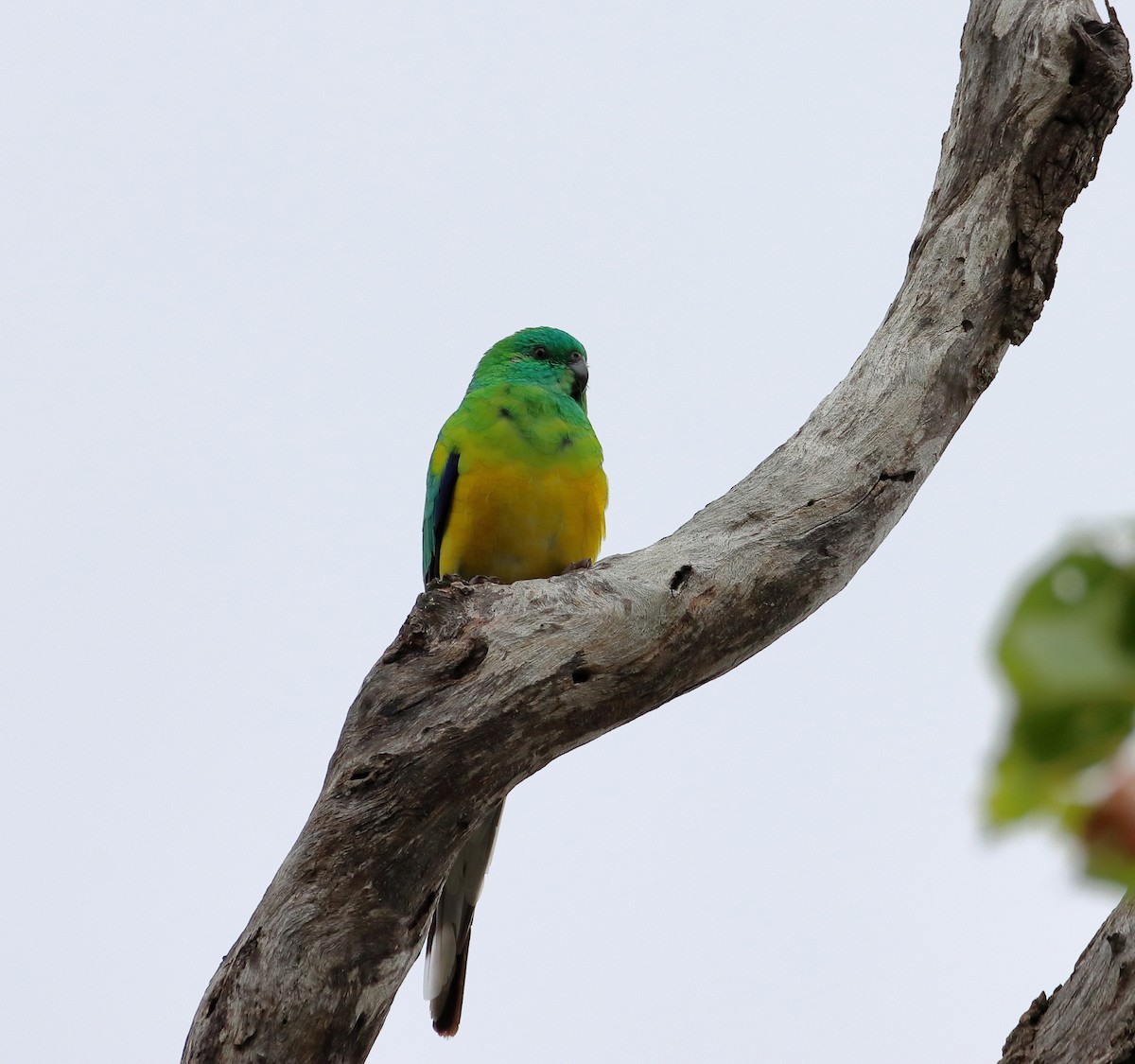 Red-rumped Parrot - ML582746171
