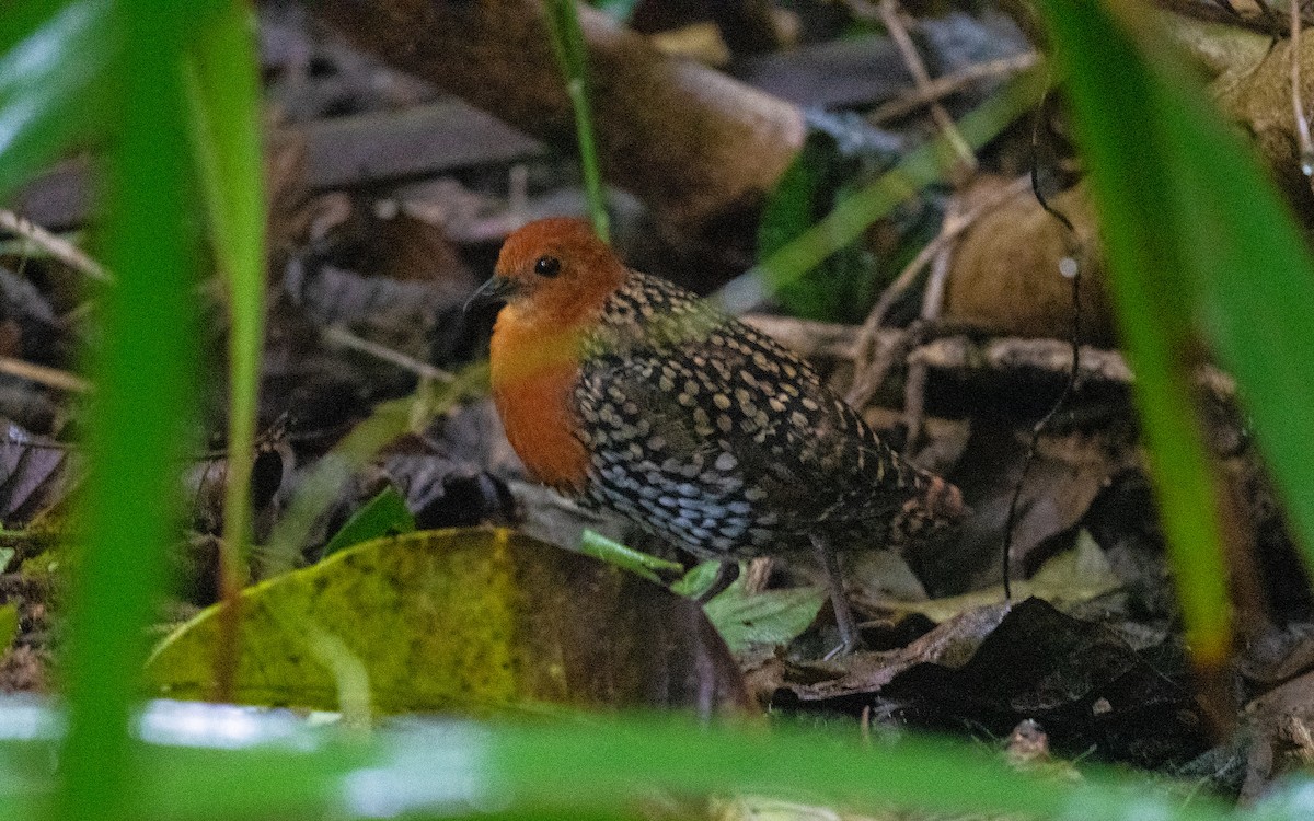 Buff-spotted Flufftail - ML582746401