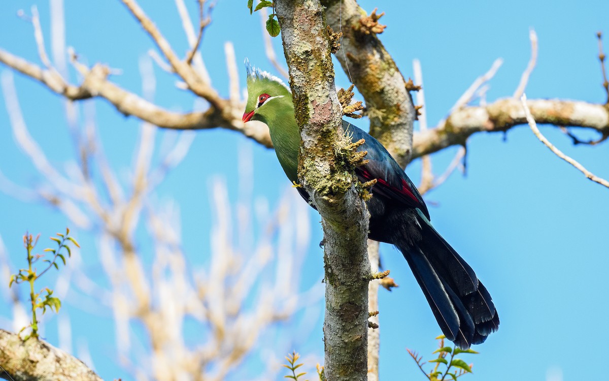 Livingstone's Turaco - Dylan Vasapolli - Birding Ecotours