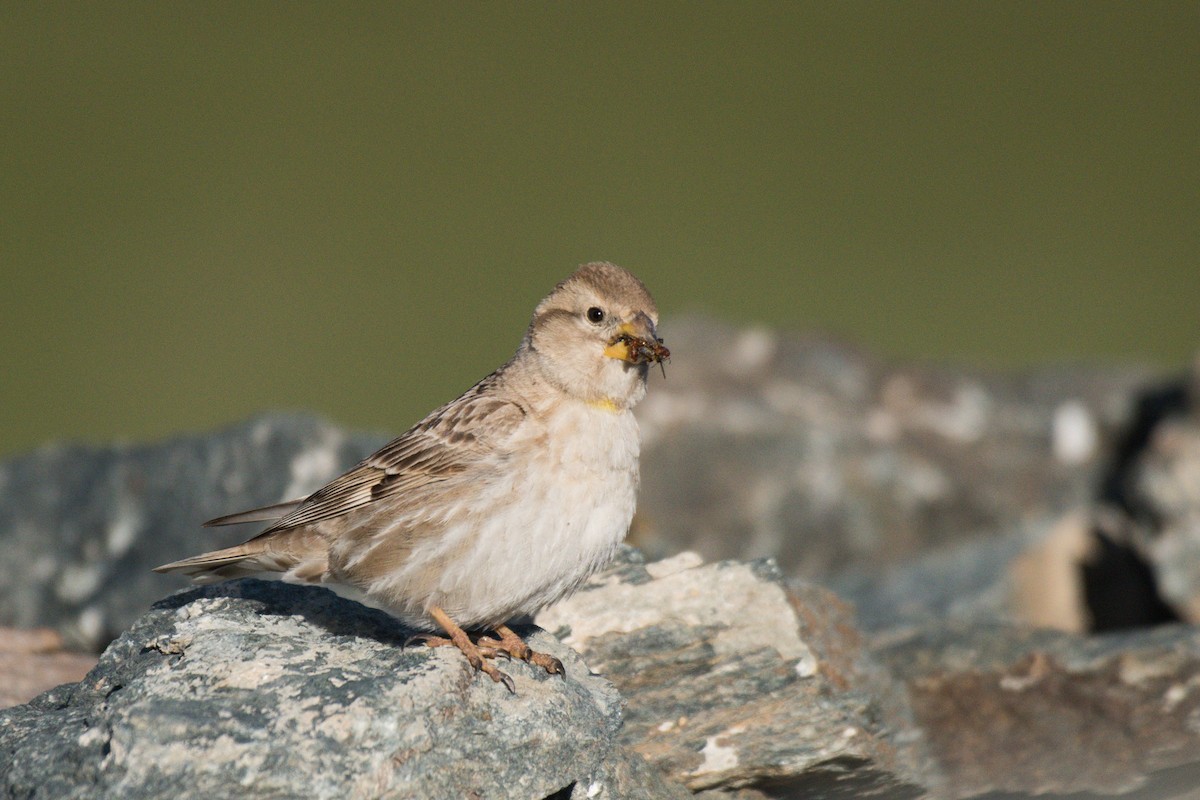 Rock Sparrow - ML582746881