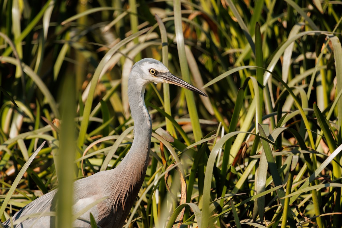 White-faced Heron - ML582747191