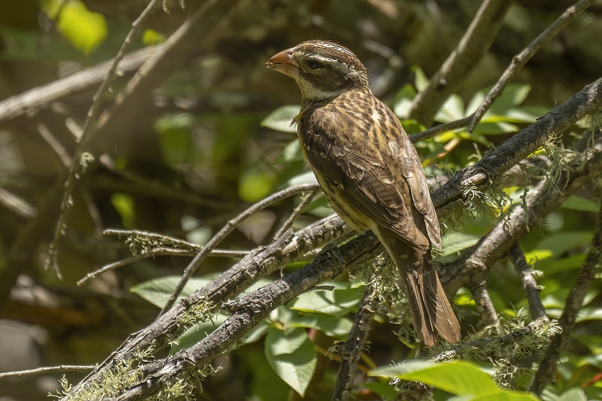 Розовогрудый толстонос - ML582747211