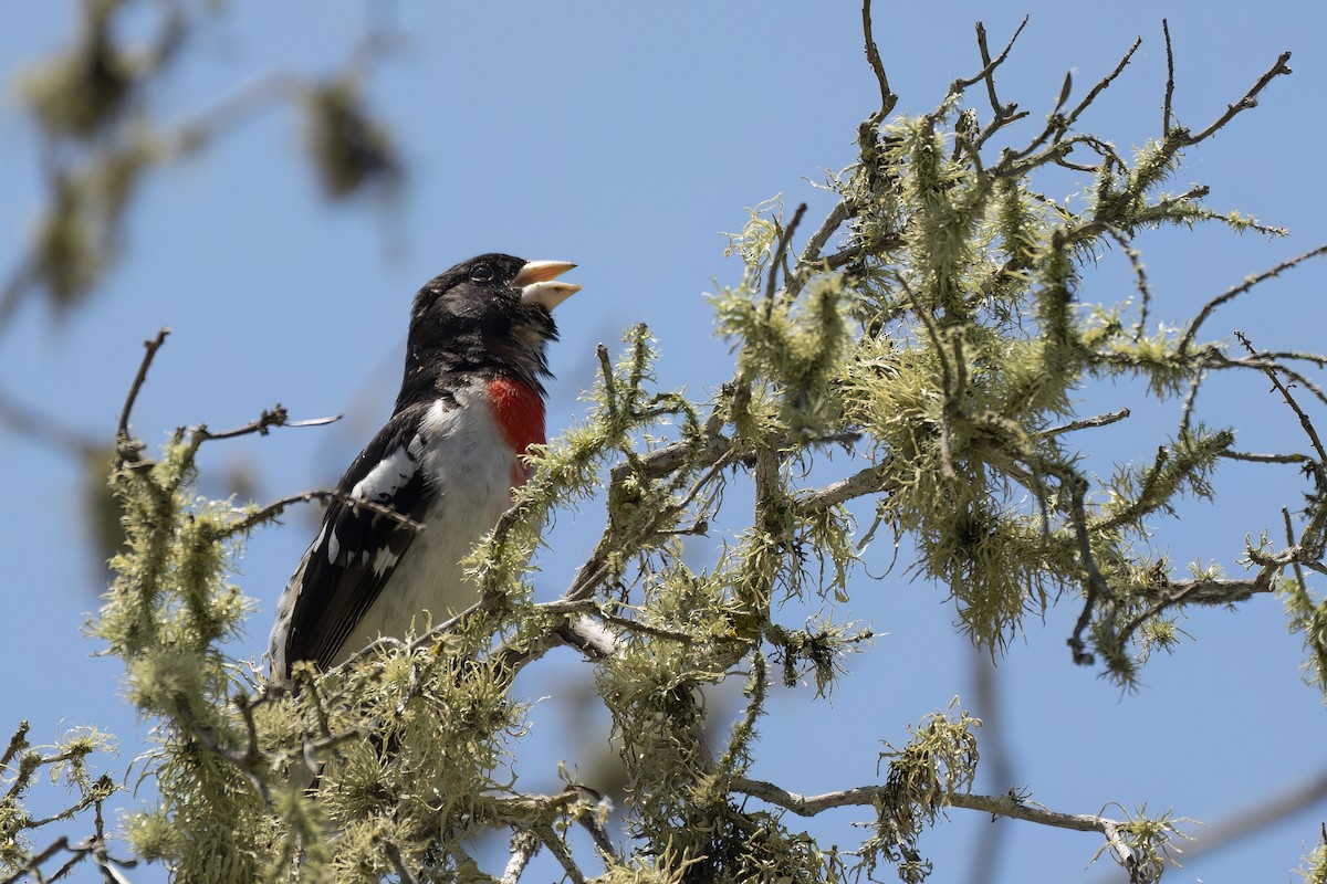 Розовогрудый толстонос - ML582747221