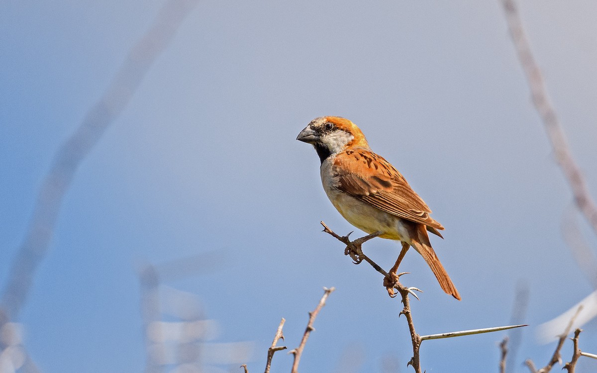 Great Rufous Sparrow - ML582747531
