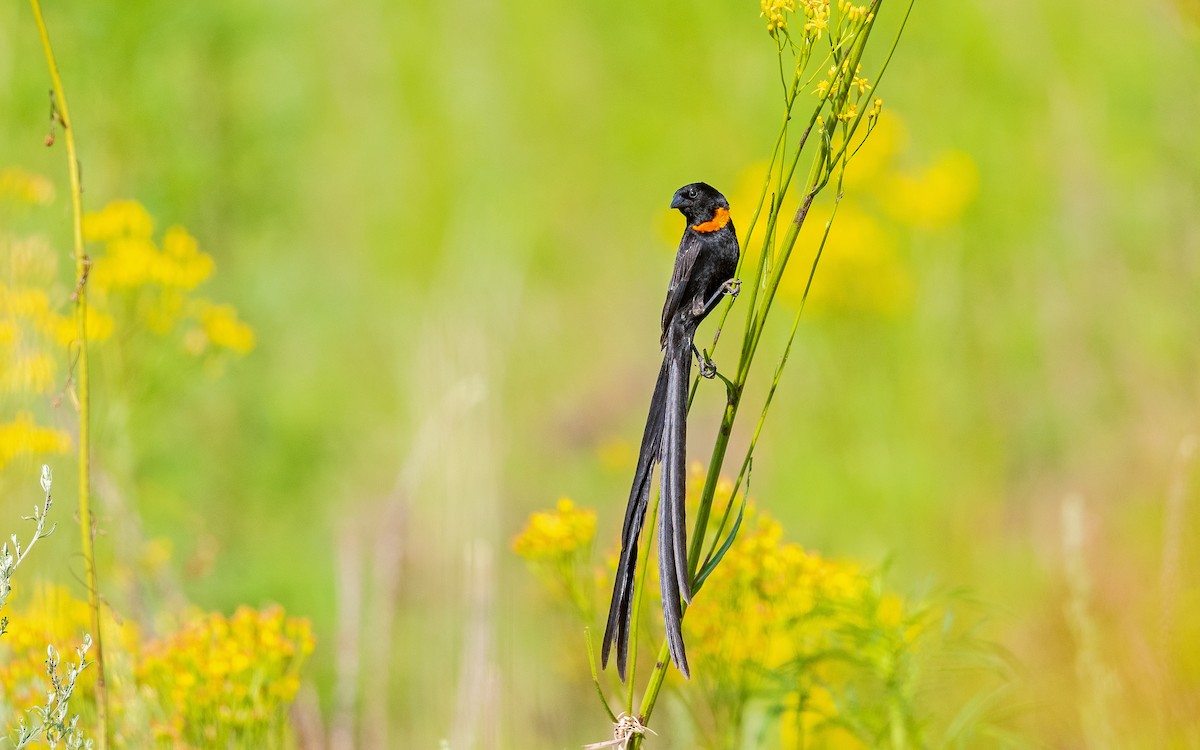 Red-collared Widowbird - Dylan Vasapolli - Birding Ecotours