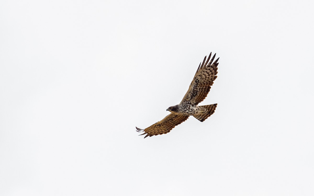Ayres's Hawk-Eagle - ML582747891