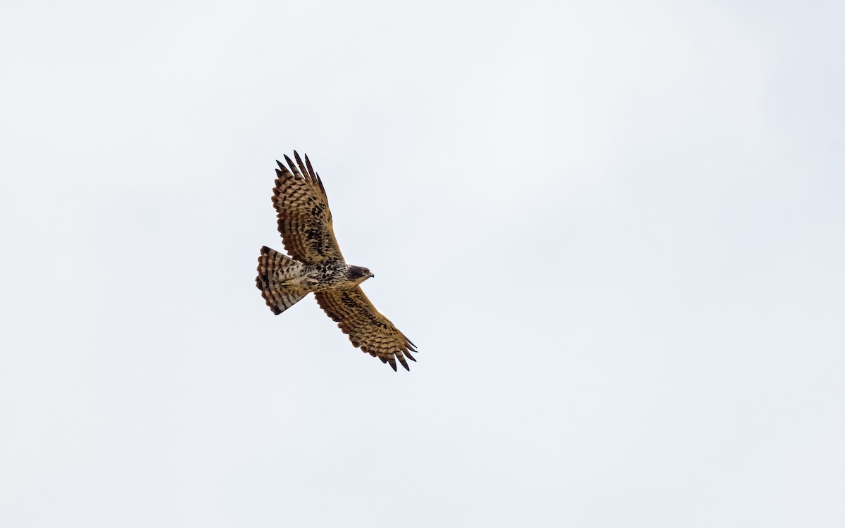 Ayres's Hawk-Eagle - ML582747901