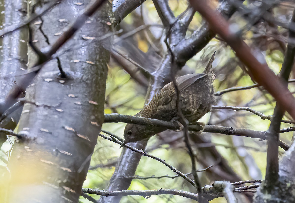 Magellanic Tapaculo - Per Smith