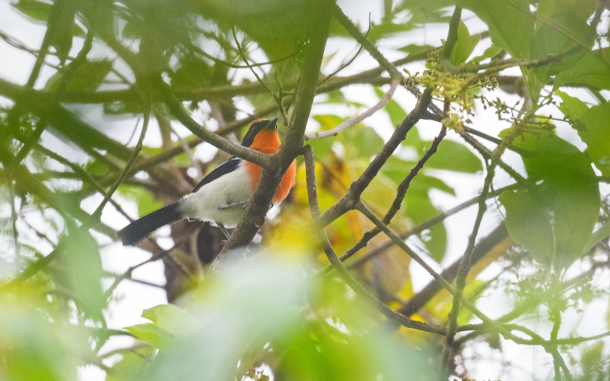 Braun's Bushshrike - ML582748291