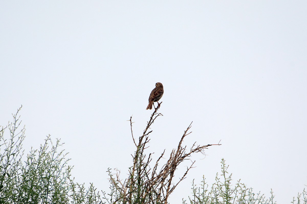 Corn Bunting - ML582748371