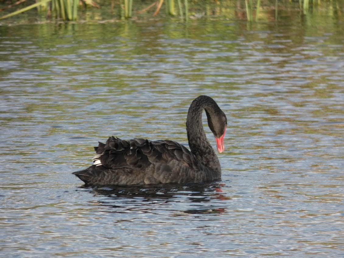 Black Swan - Christian Cosgrove