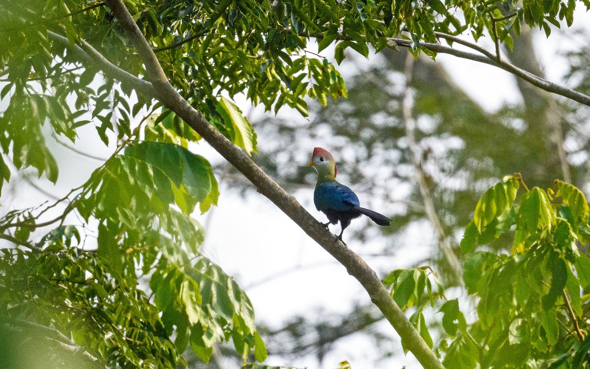 Red-crested Turaco - ML582748631