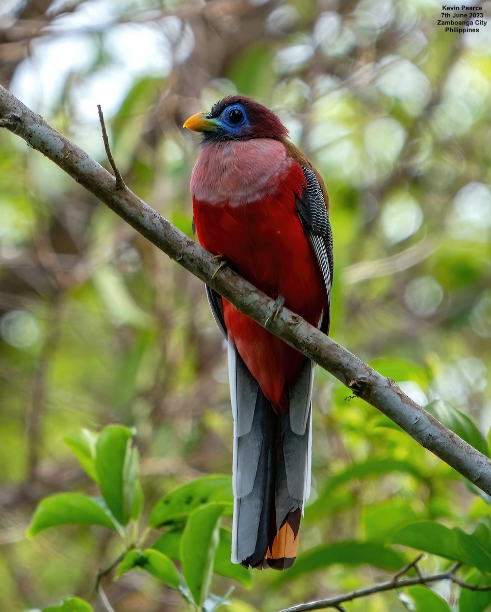 Philippine Trogon - Kevin Pearce