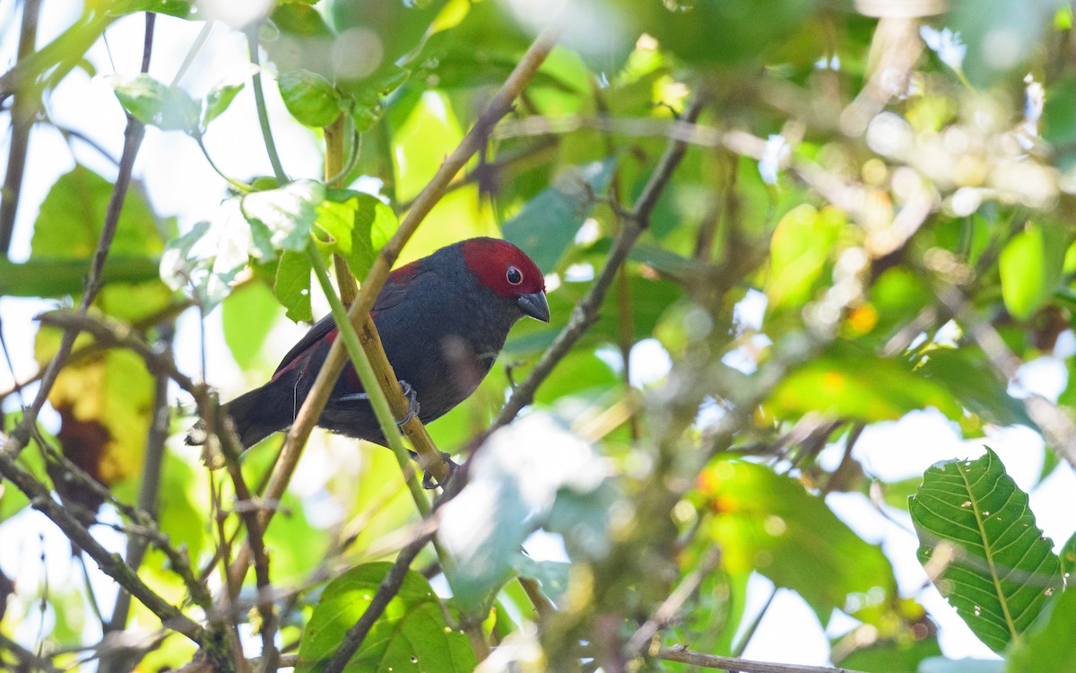 Dusky Crimsonwing - ML582750111