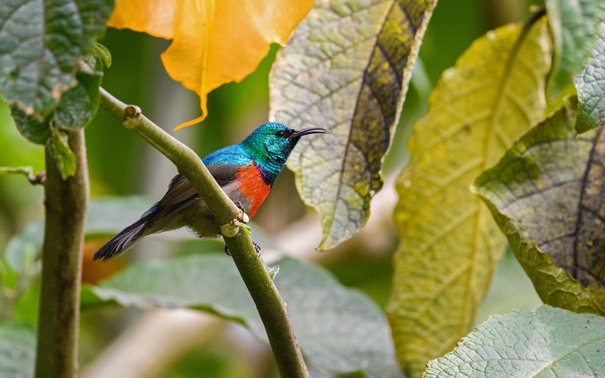 Stuhlmann's Sunbird - Dylan Vasapolli - Birding Ecotours