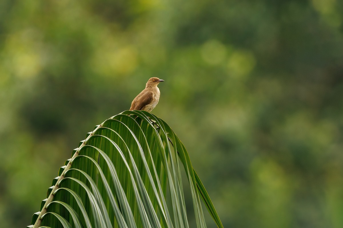 Red-eyed Bulbul - ML582750421