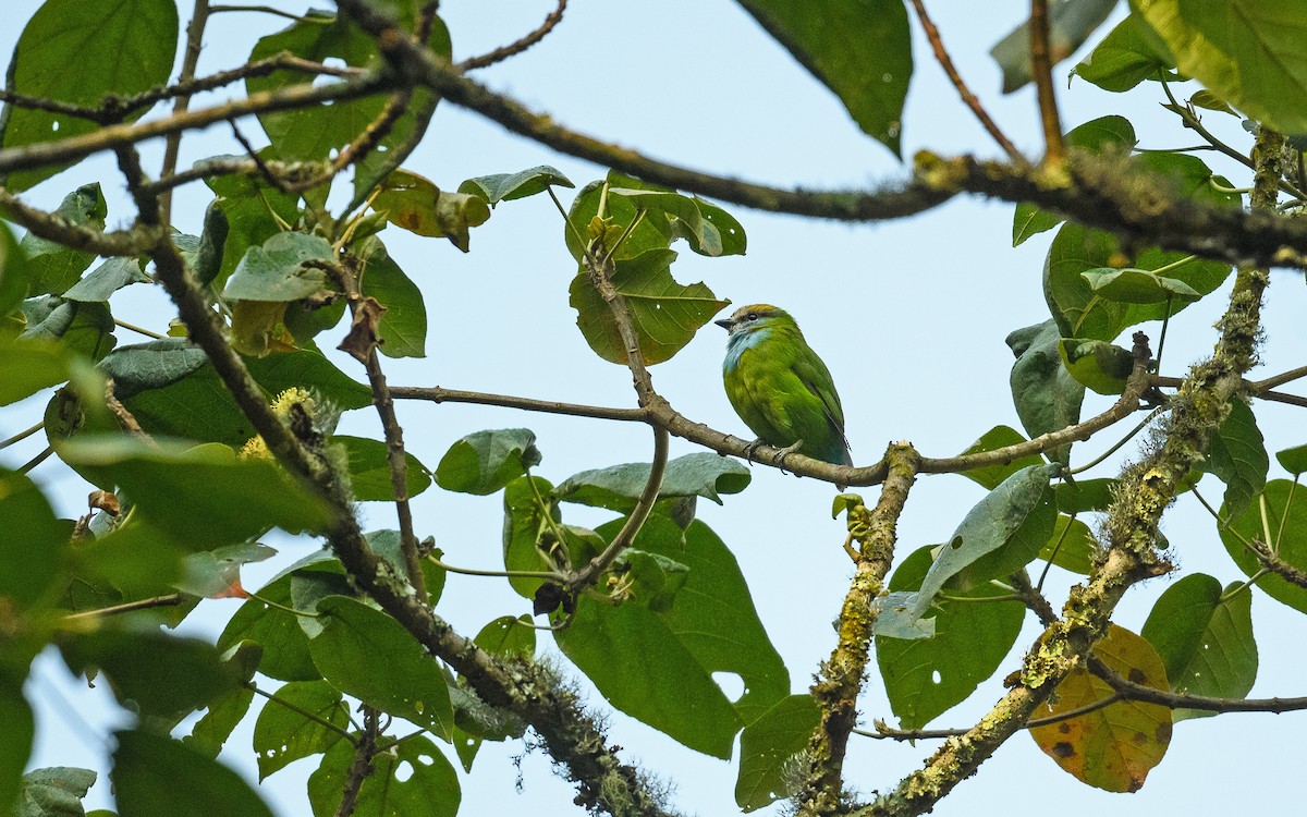 Grauer's Broadbill - Dylan Vasapolli - Birding Ecotours