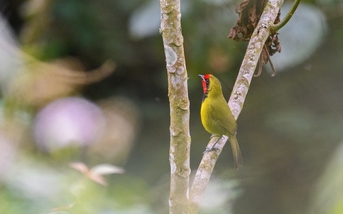 Gonolek de Doherty - ML582750651