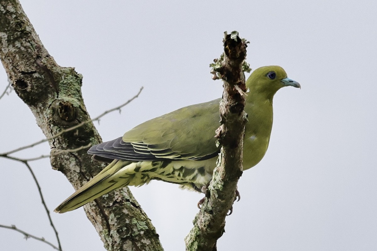 White-bellied Green-Pigeon - ML582750781