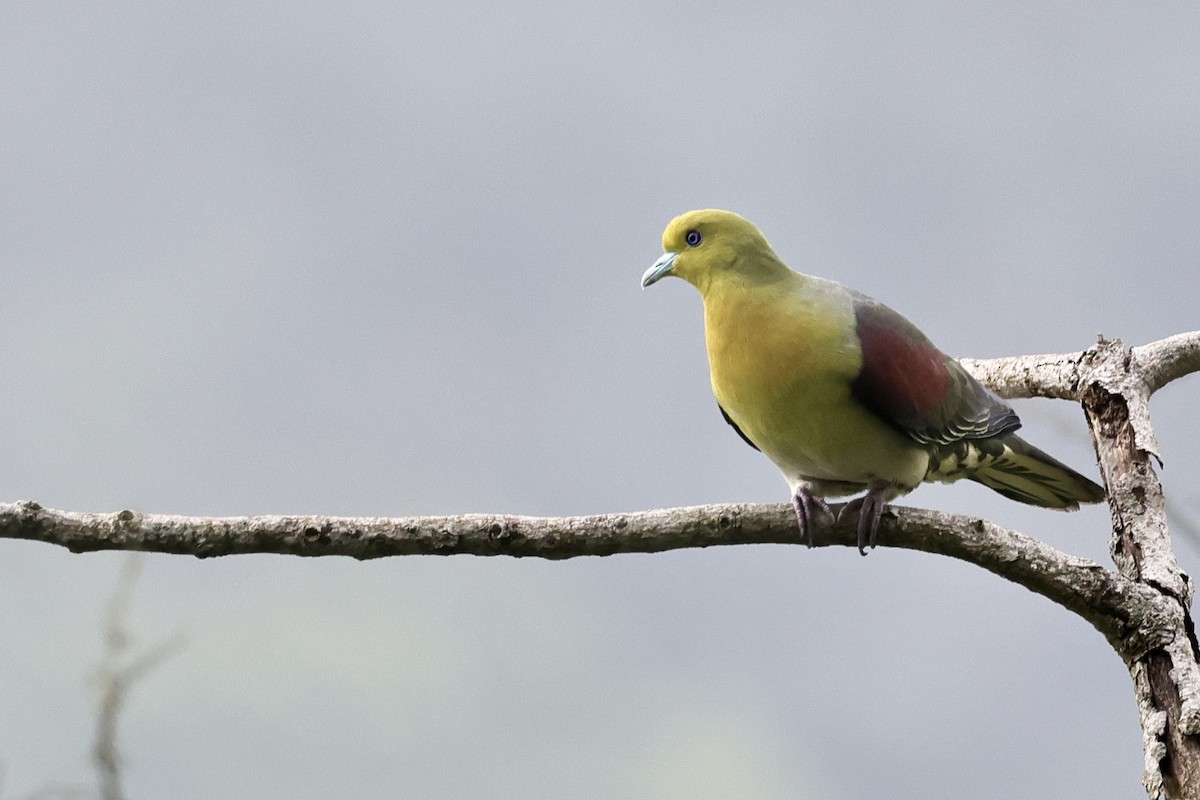 White-bellied Green-Pigeon - ML582750791