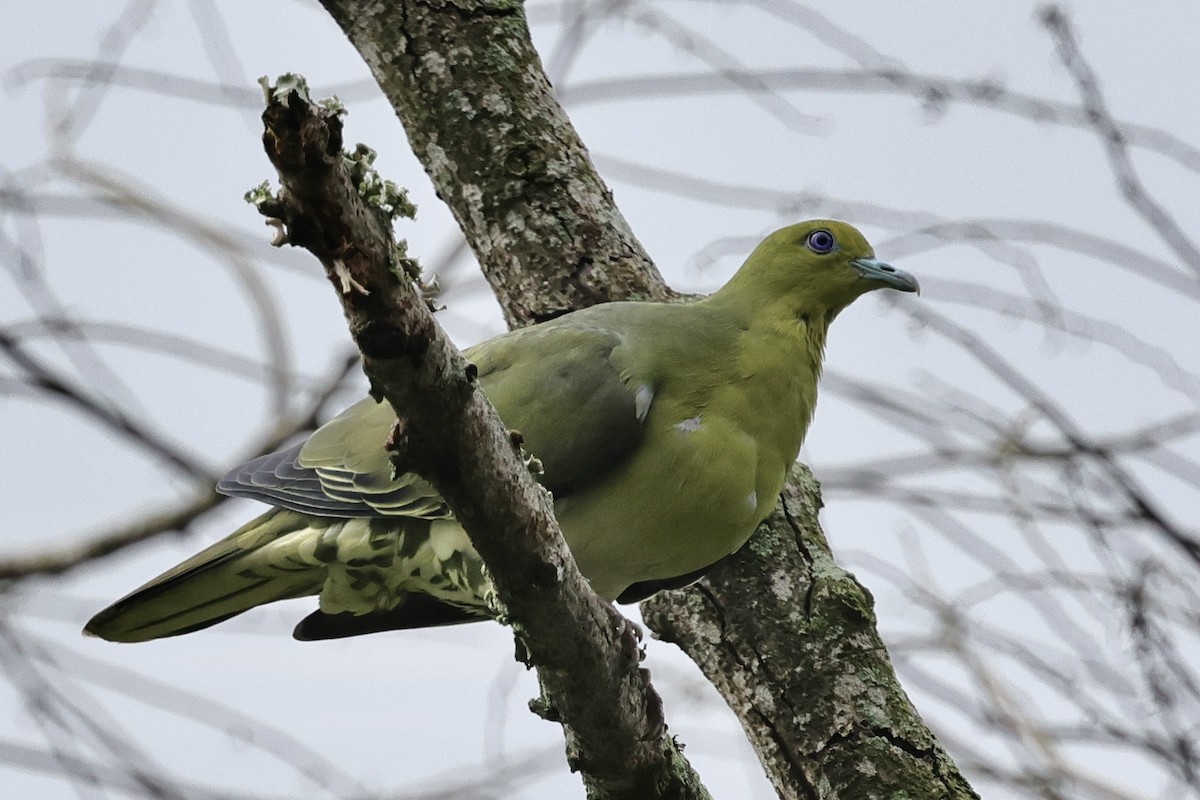 White-bellied Green-Pigeon - ML582750801