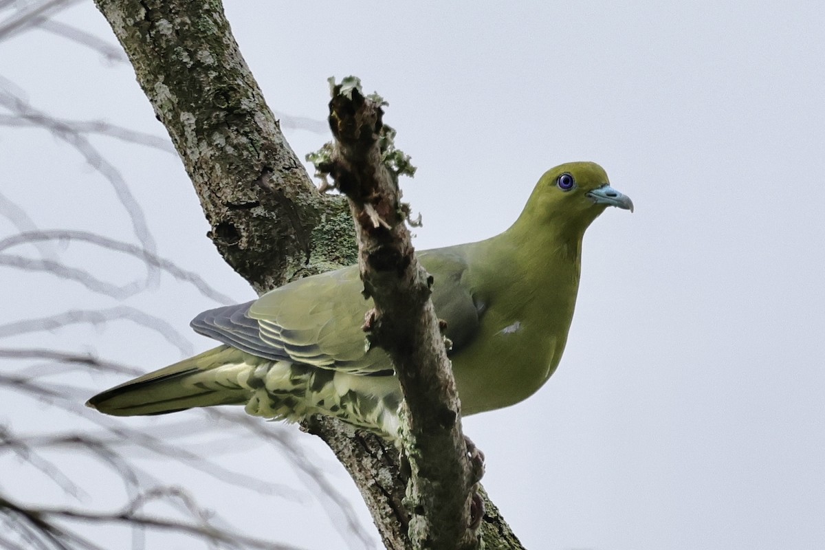 White-bellied Green-Pigeon - ML582750811