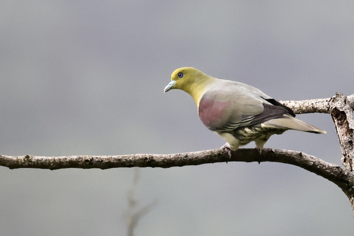 White-bellied Green-Pigeon - ML582750821